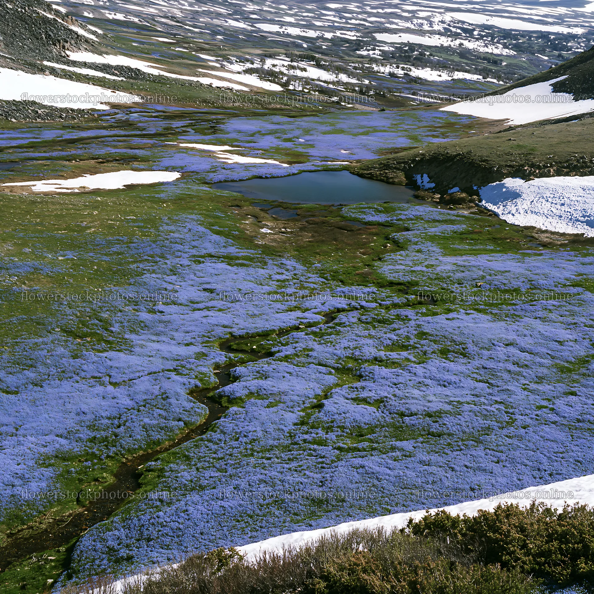 Aerial view of snowy meadow valley with blue flowers – flower stock photos 7938x7938
