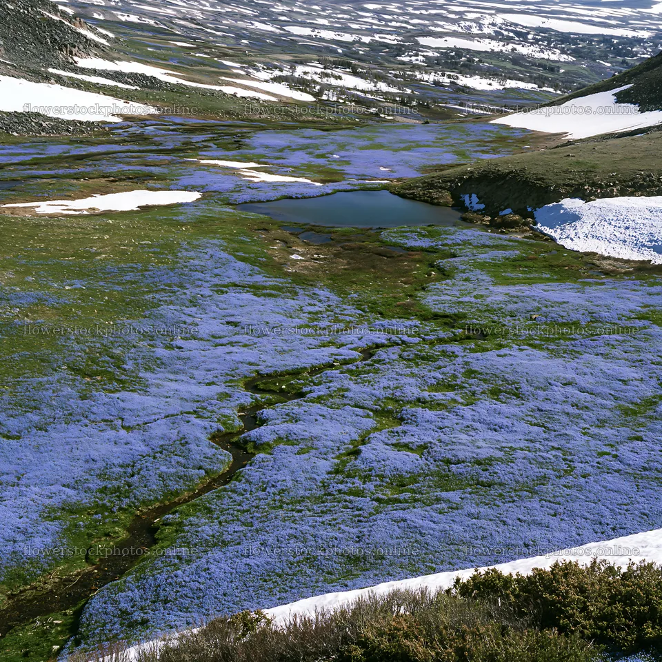 Aerial view of snowy meadow valley with blue flowers – flower stock photos 7938x7938