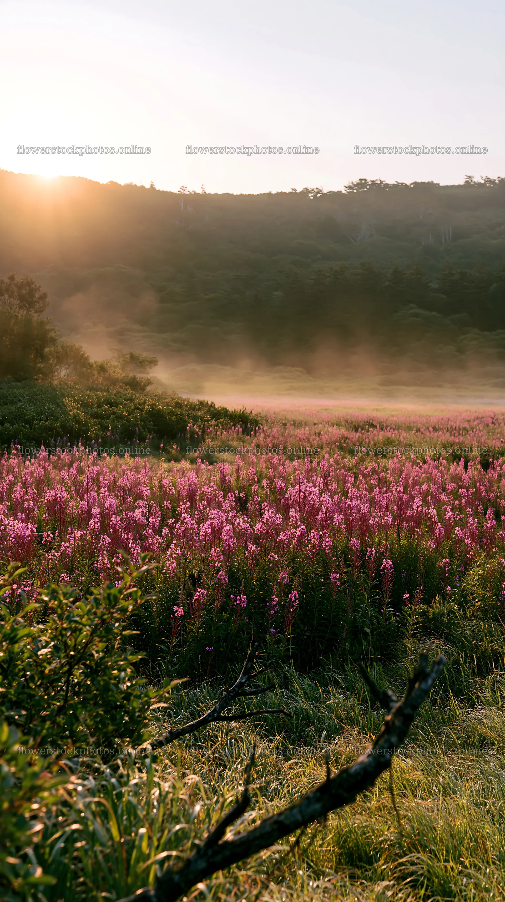Yamagata rewilded meadow fallen branch foreground with flowers – flower stock photos 5938x10608