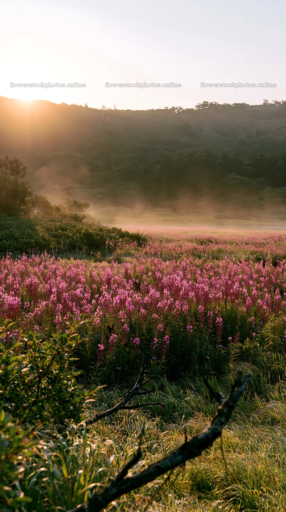 Yamagata rewilded meadow fallen branch foreground with flowers – flower stock photos 5938x10608