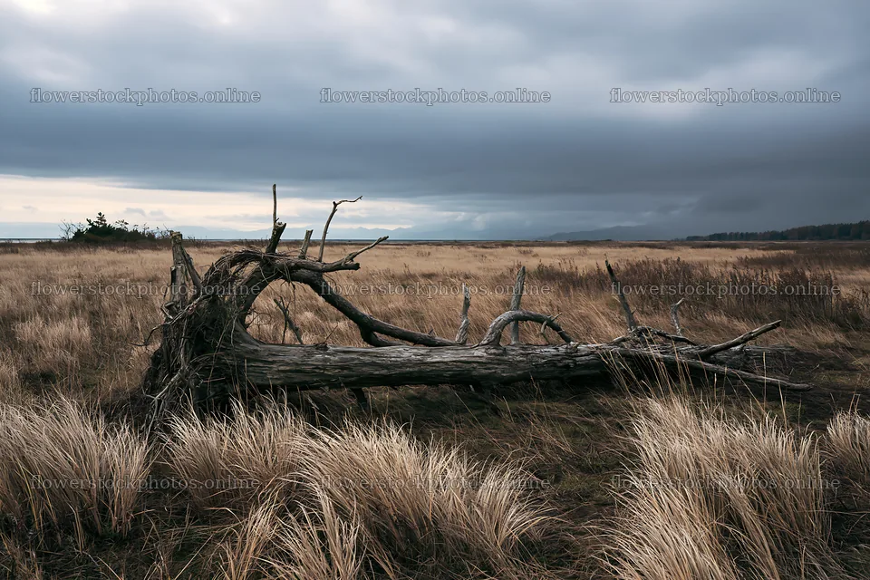 Ishikawa coastal meadow storm washed driftwood on grassland – flower stock photos 9722x6480