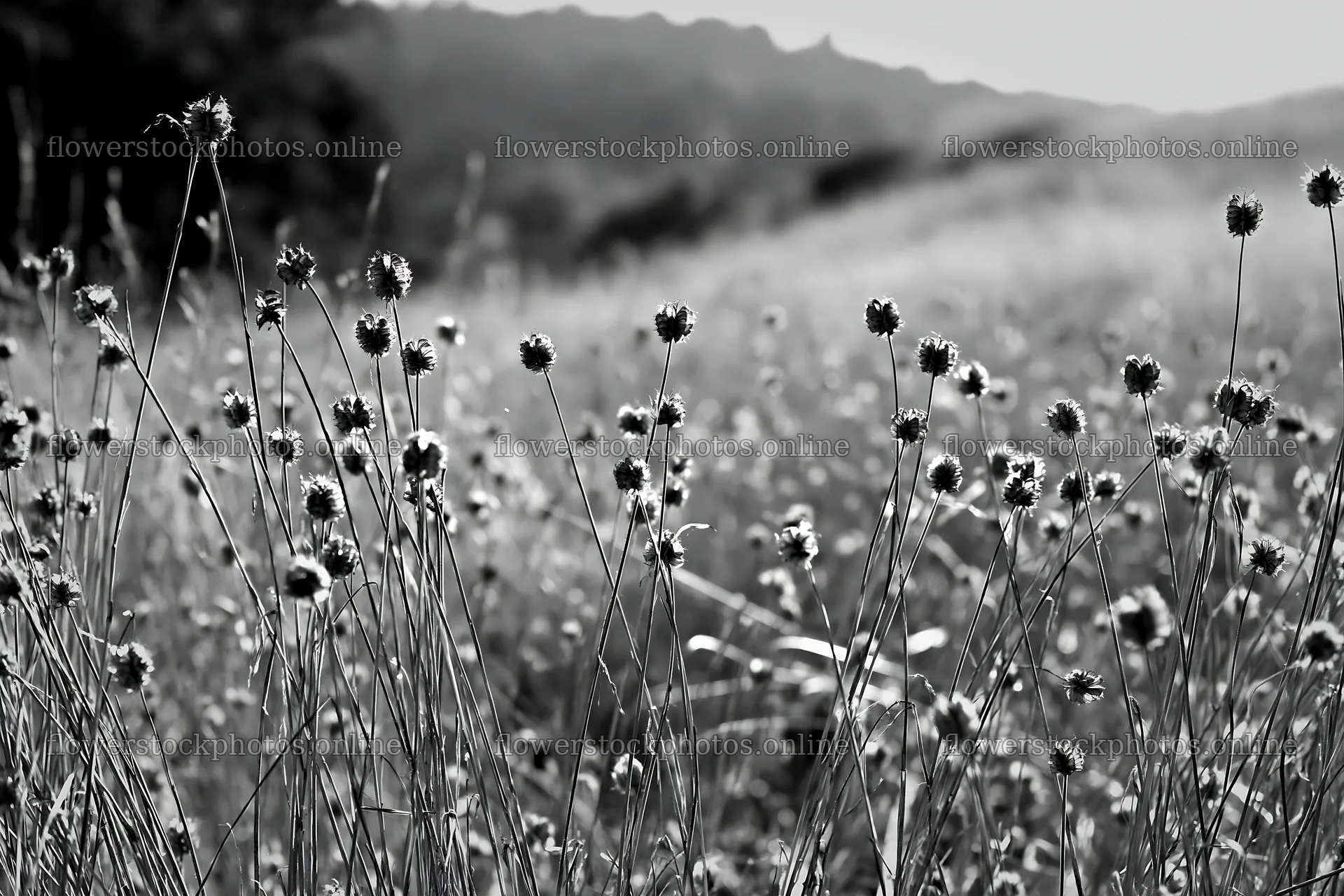 Seedhead meadow in natural setting with soft sunlight – flower stock photos 9722x6480