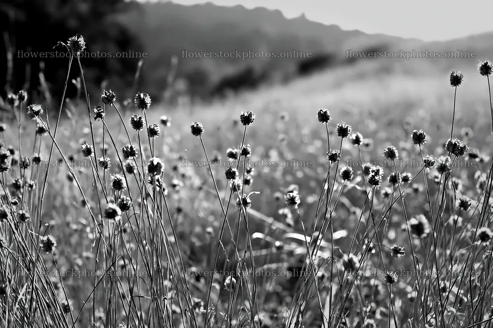Seedhead meadow in natural setting with soft sunlight – flower stock photos 9722x6480