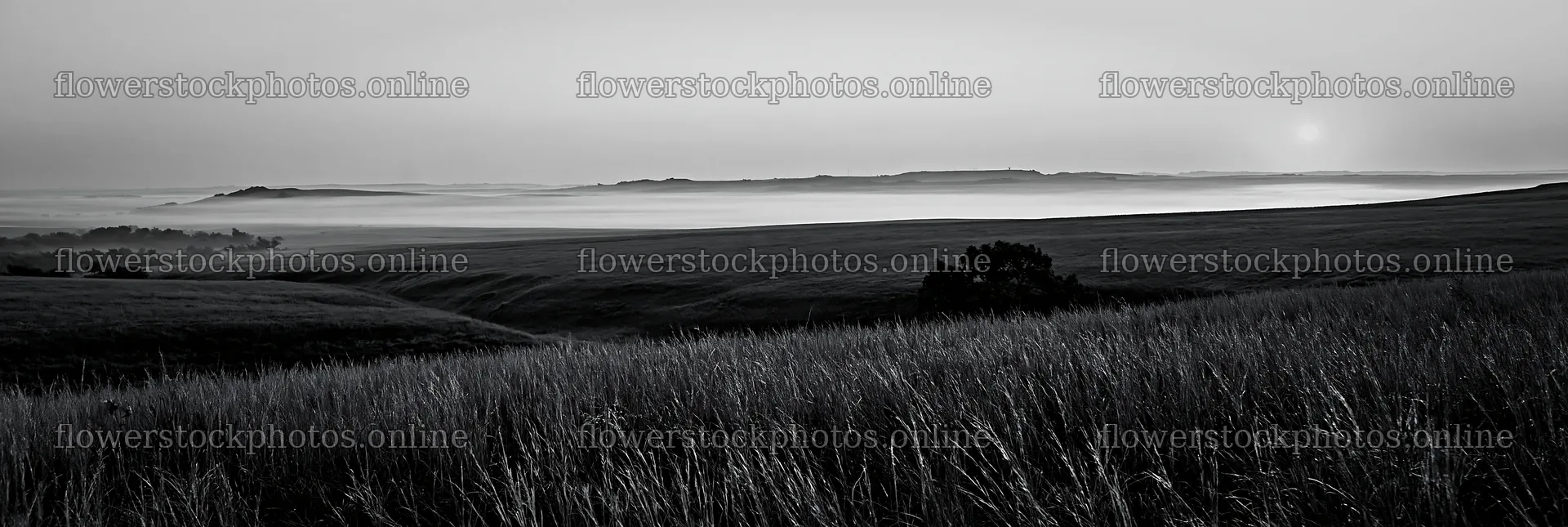 Tall grass meadow landscape at dawn in black and white – flower stock photos 13690x4602