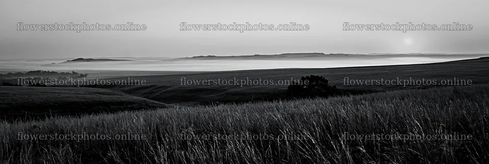 Tall grass meadow landscape at dawn in black and white – flower stock photos 13690x4602