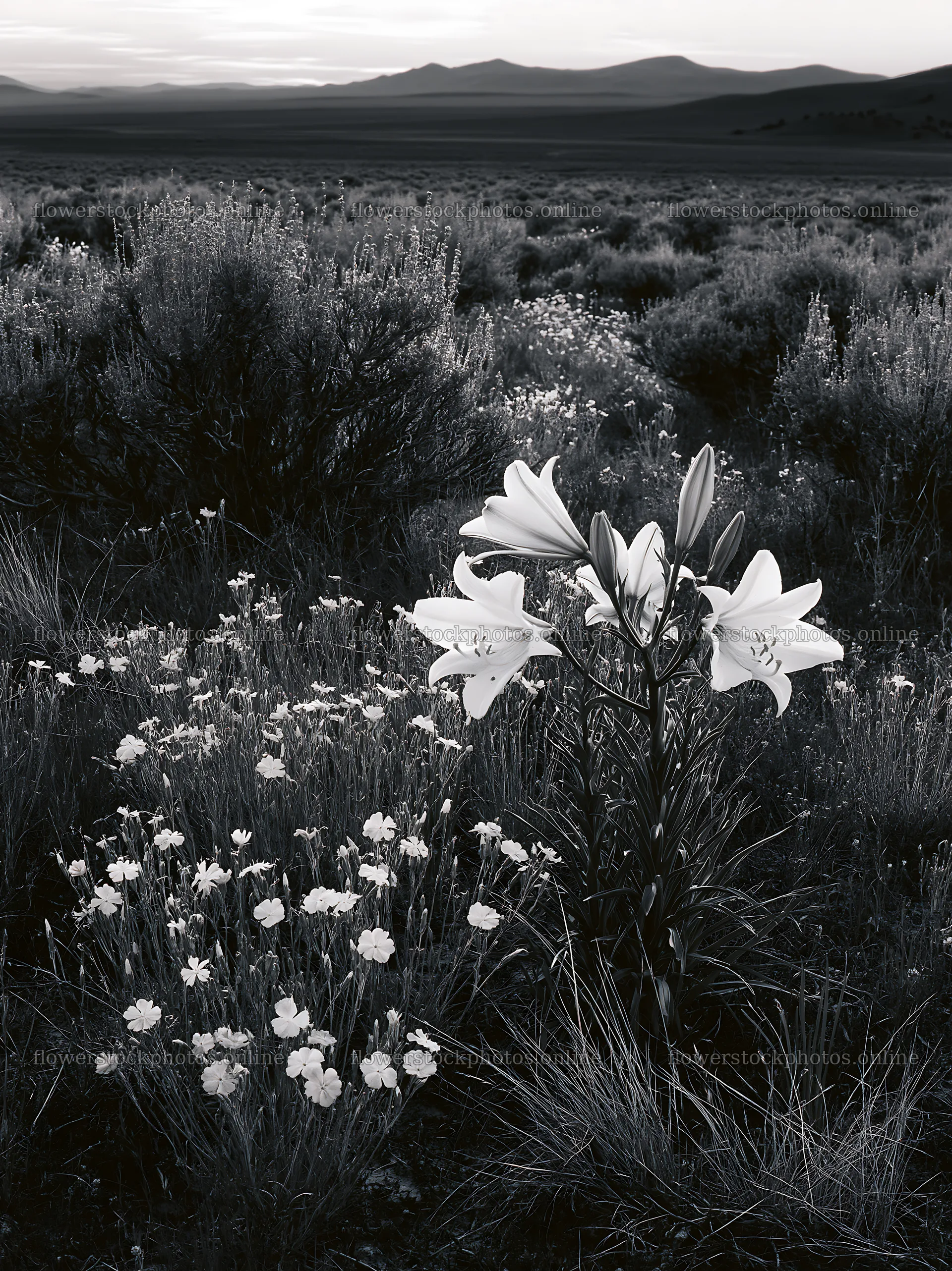 Sagebrush meadow with wildflowers and lilies at dusk – flower stock photos 6866x9174