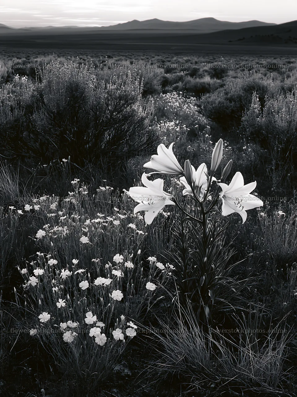 Sagebrush meadow with wildflowers and lilies at dusk – flower stock photos 6866x9174