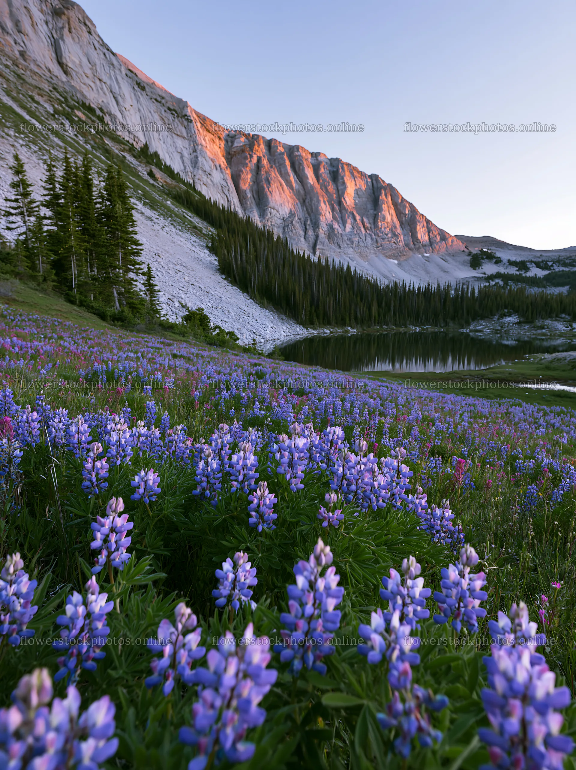 Colorful lupine meadow near a mountain lake at sunset – flower stock photos 6866x9174