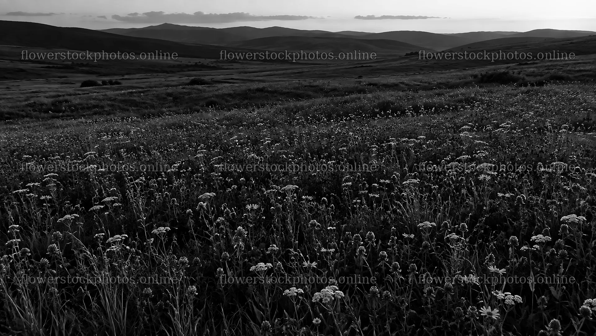 Dark Monochrome Wildflower Meadow and Hills – flower stock photos 10324x5812