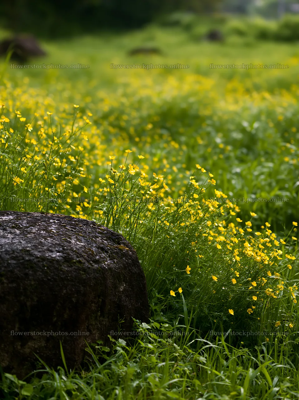 Kyoto spring wildflower meadow stone foreground – flower stock photos 6866x9174