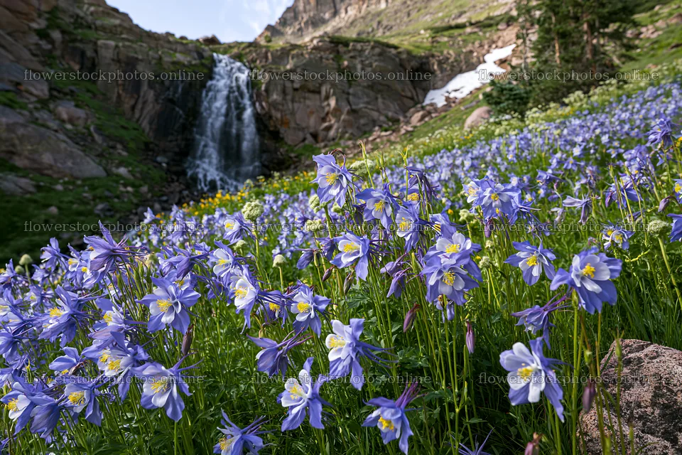 Mountain flower meadow with waterfall in daylight – flower stock photos 9722x6480