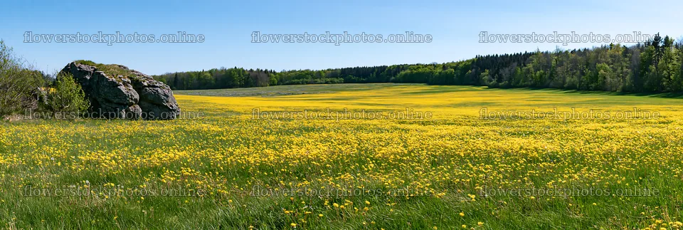 Vibrant yellow flowers in a spring meadow with rocky outcrop – flower stock photos 13690x4602