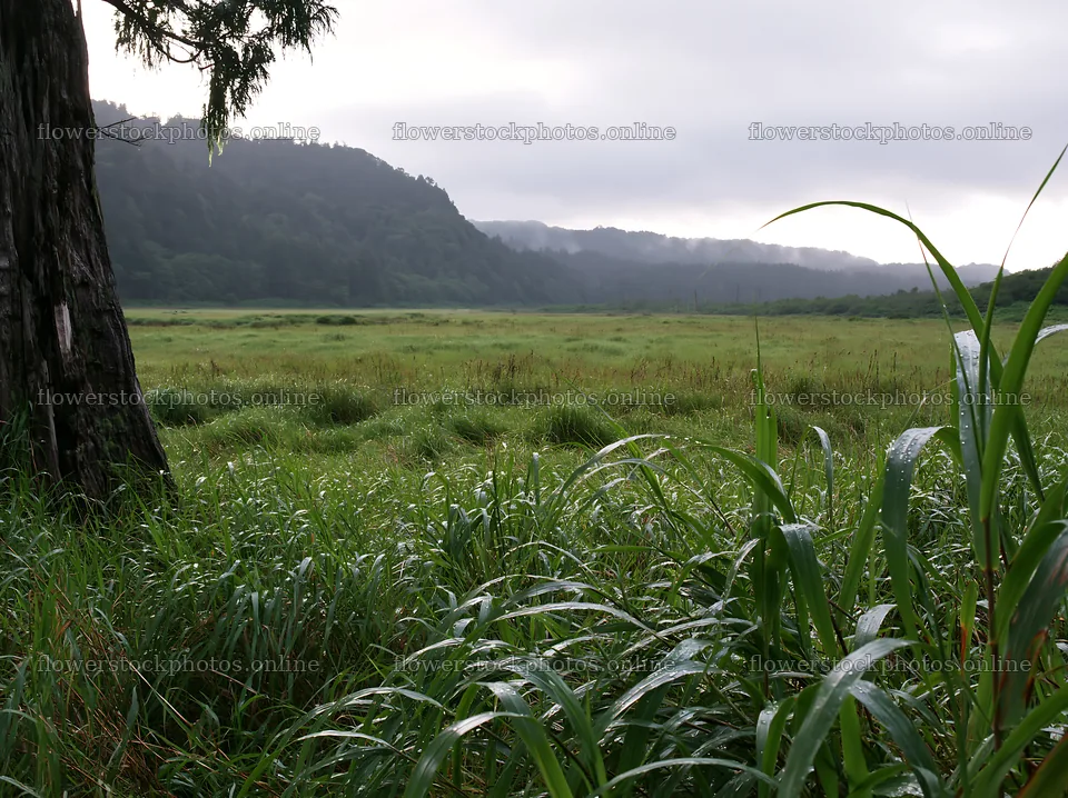 Fukushima native meadow with weathered stump – flower stock photos 9174x6866
