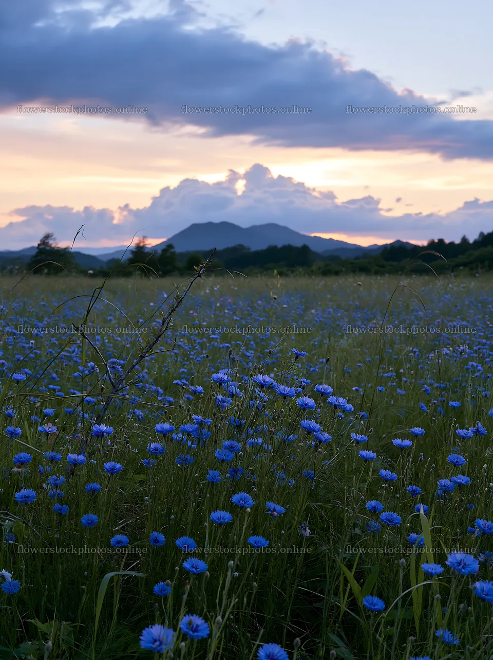 Yamagata rewilded meadow fallen branch foreground – flower stock photos 6866x9174