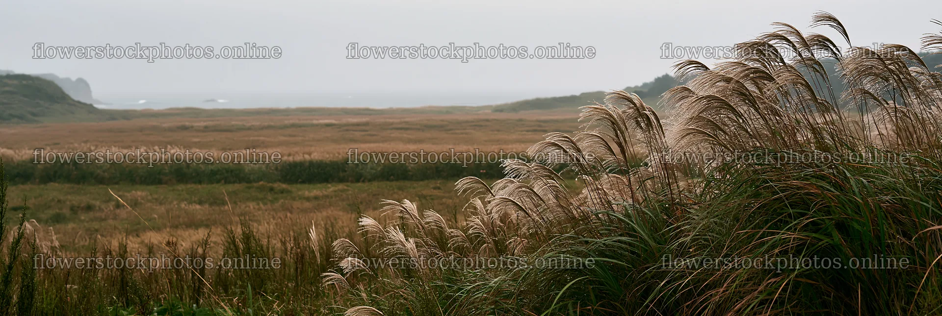 Fukui native grass meadow rain droplets enhance natural scenery – flower stock photos 13690x4602