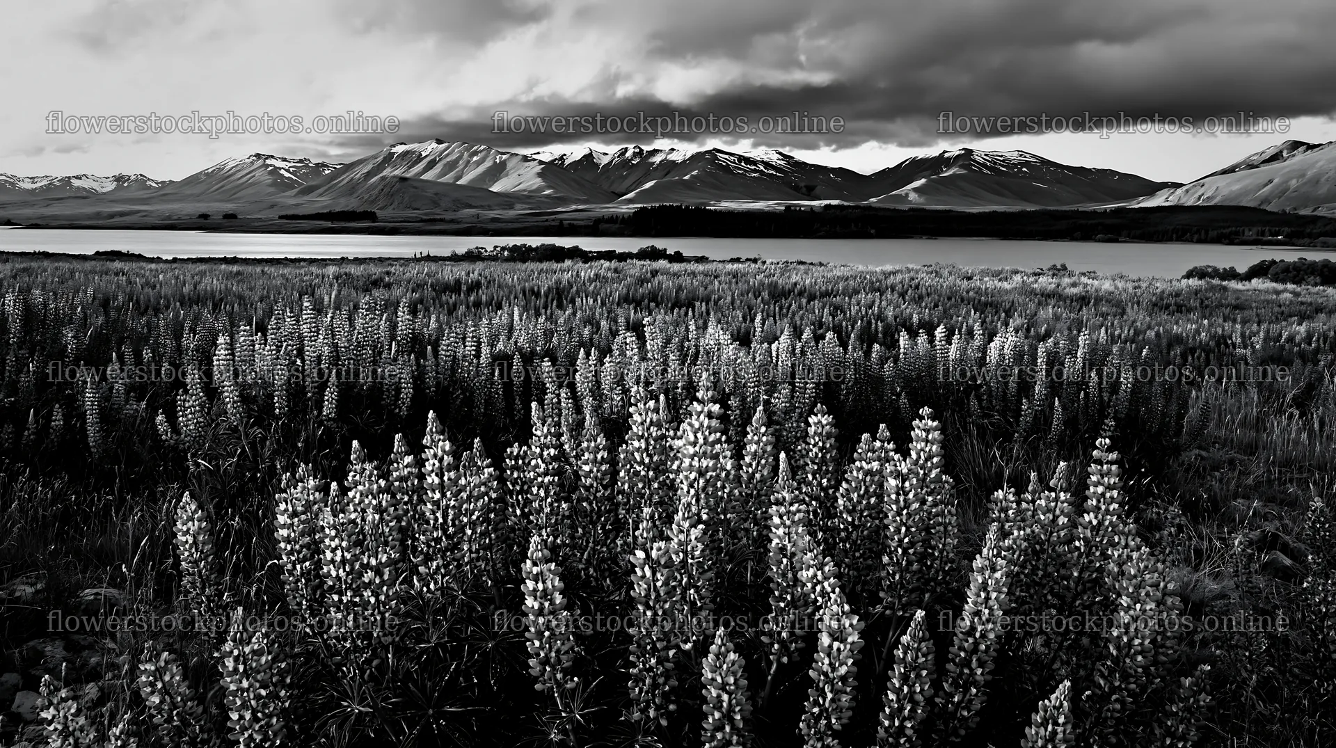 Lake Tekapo meadow with snowy alps in black and white – flower stock photos 10608x5938