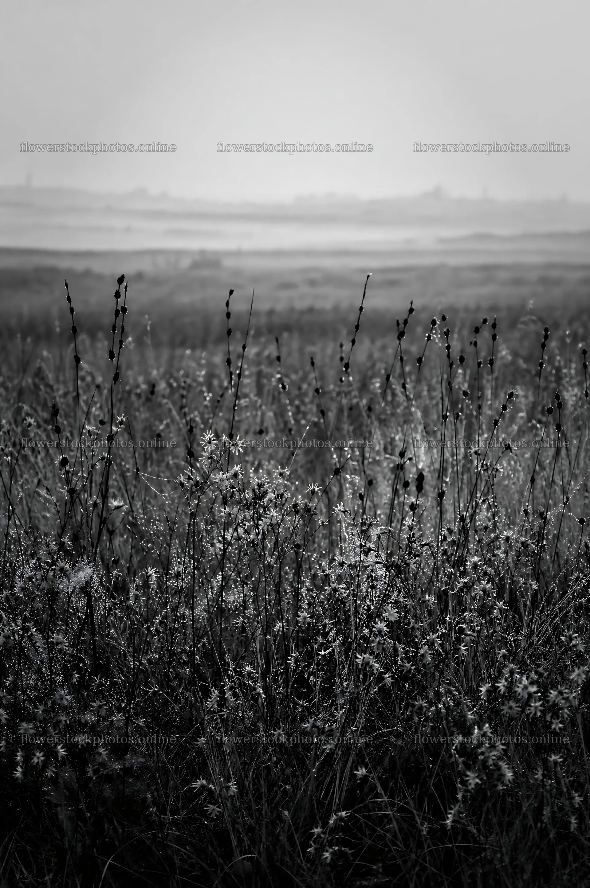 Dewy meadow with wildflowers in a misty morning landscape – flower stock photos 6468x9740