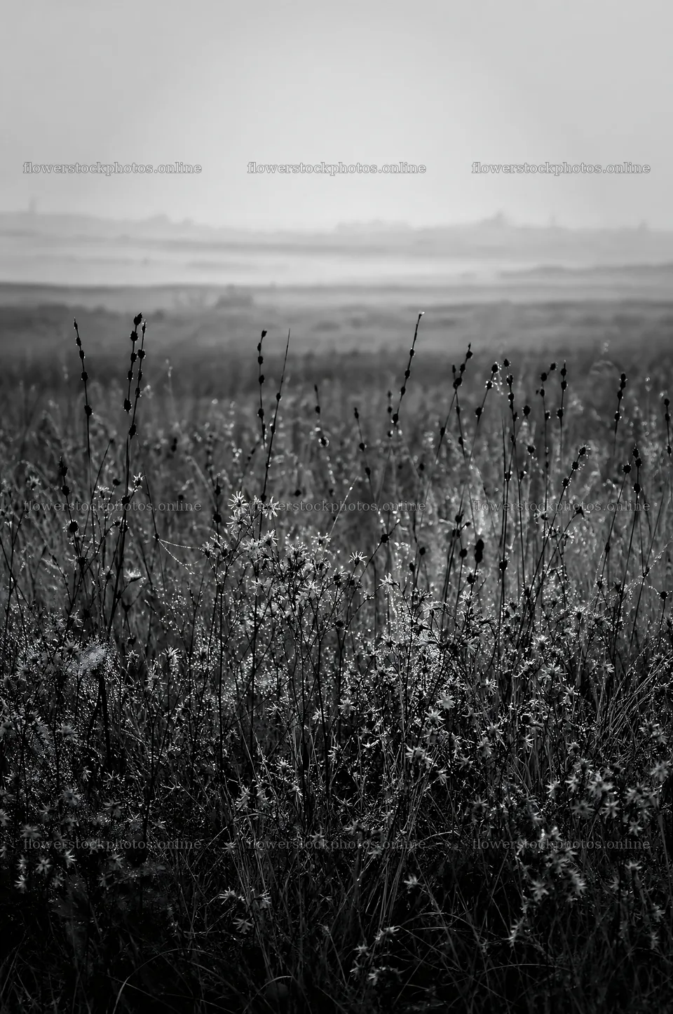 Dewy meadow with wildflowers in a misty morning landscape – flower stock photos 6468x9740