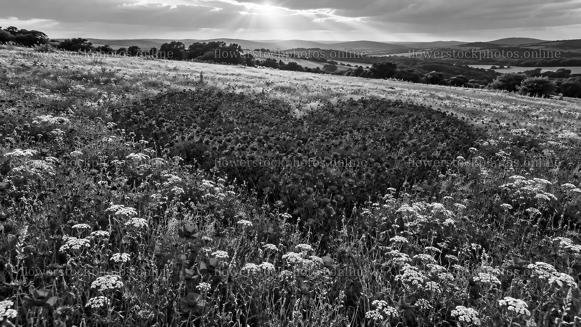 Monochrome Wildflower Meadow on Rolling Hills – flower stock photos 10324x5812