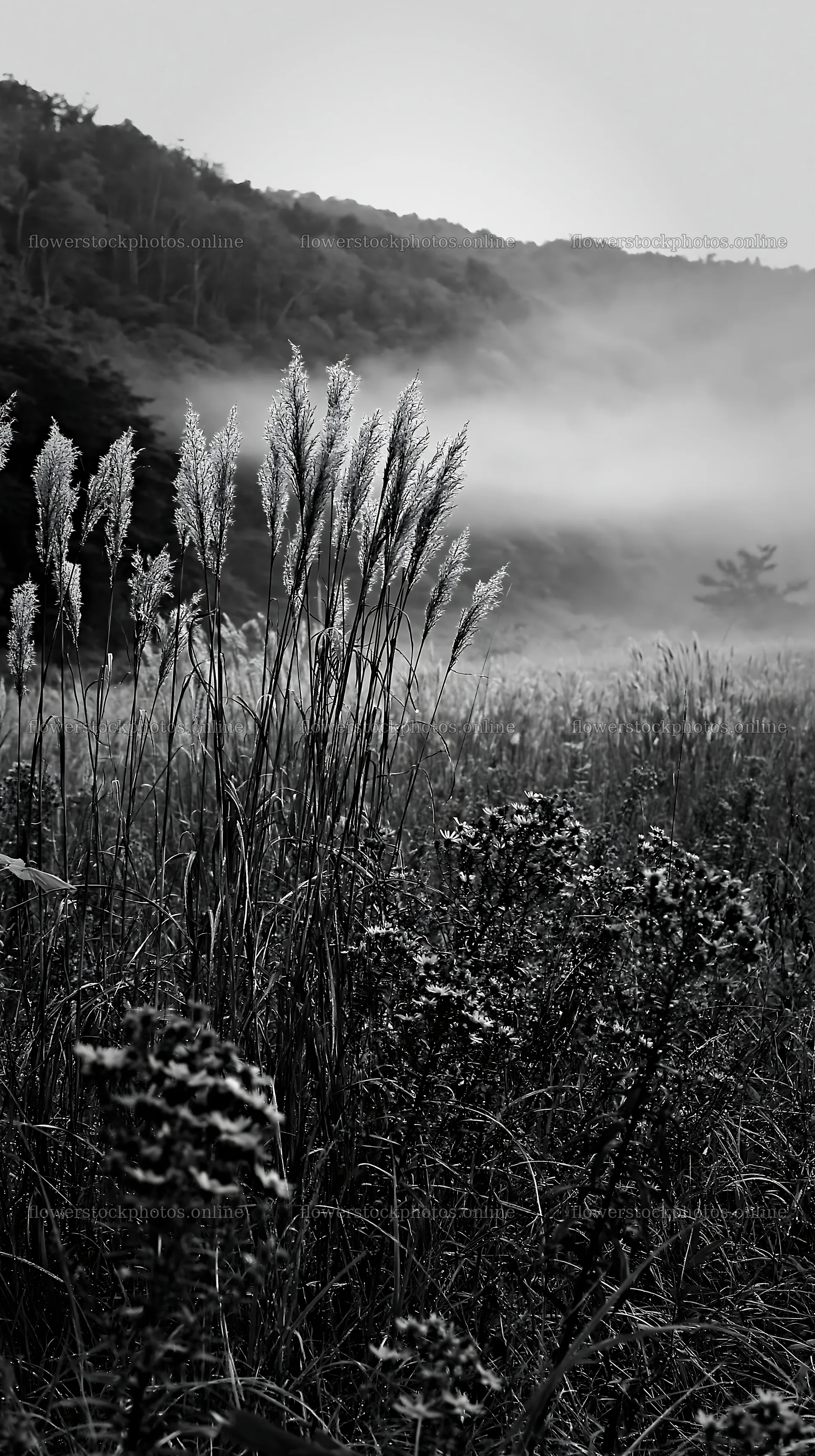 Iwate meadow with seedheads and rain mist in the background – flower stock photos 5938x10608