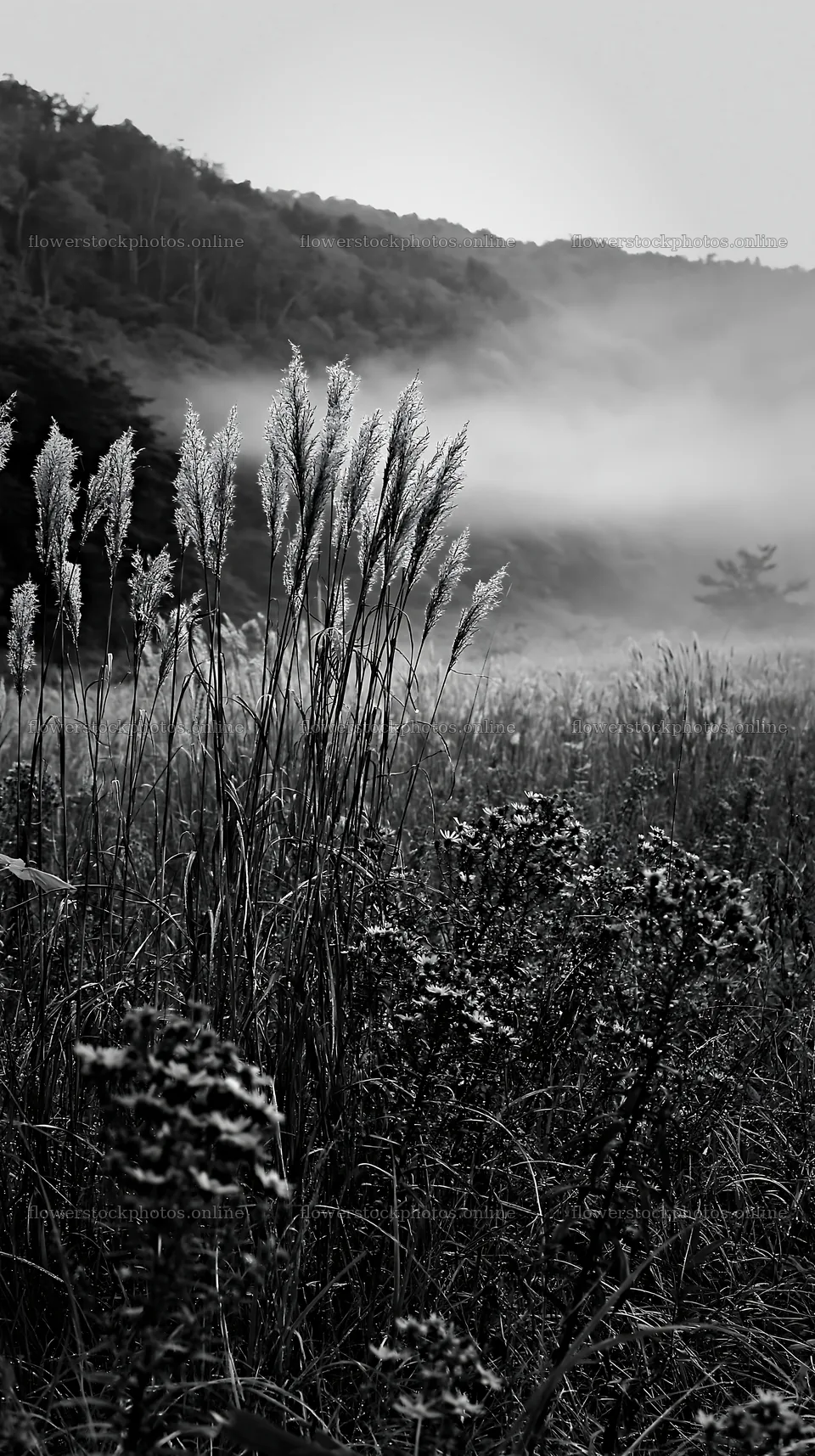 Iwate meadow with seedheads and rain mist in the background – flower stock photos 5938x10608