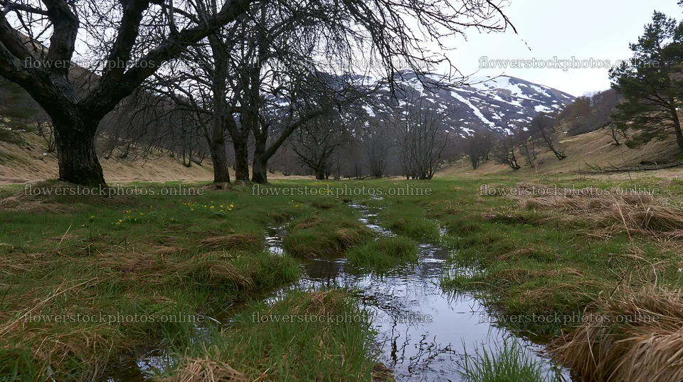 Highland apple meadow with creek and mountains in background – flower stock photos 10608x5938