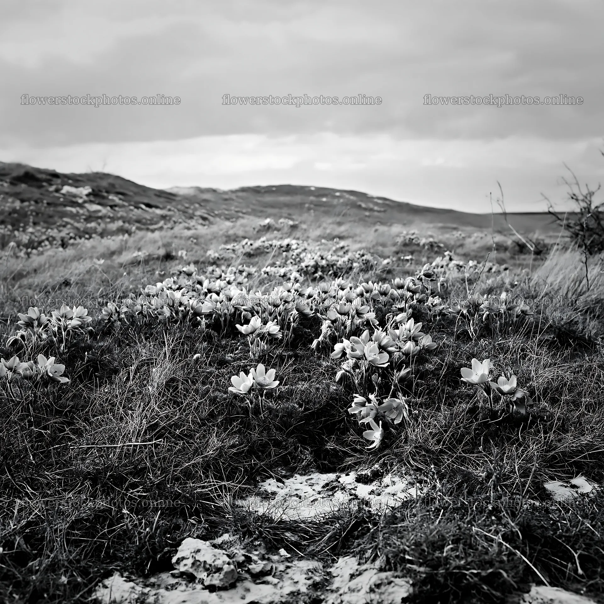 Cloudy pasque flower meadow landscape in black and white – flower stock photos 7938x7938