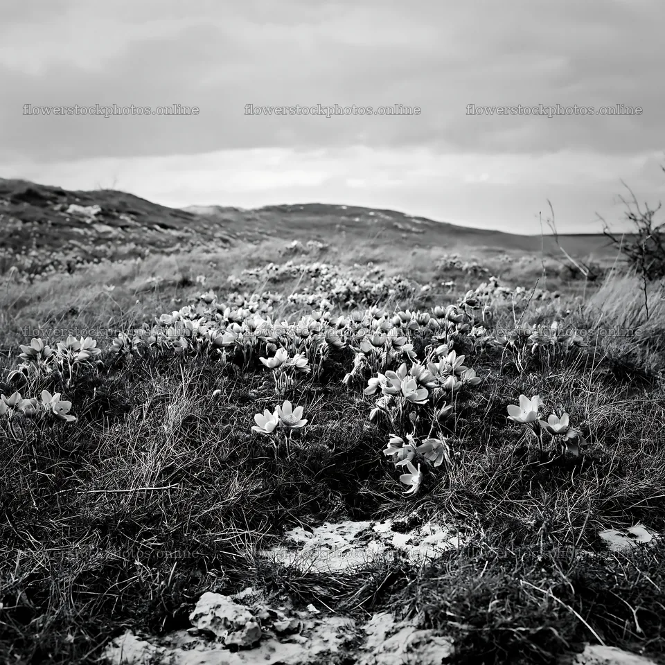 Cloudy pasque flower meadow landscape in black and white – flower stock photos 7938x7938