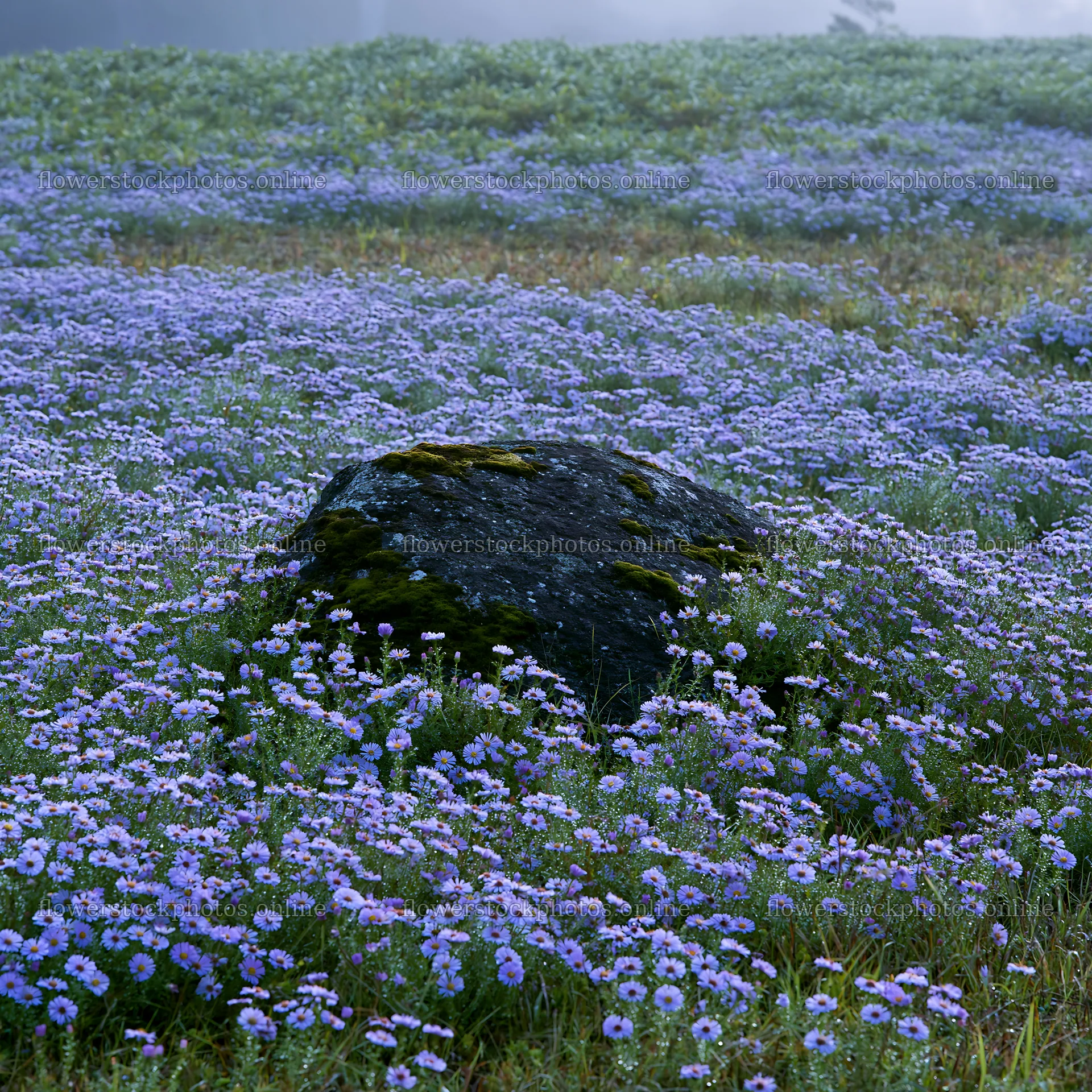Misty meadow with moss covered stone in Shimane – flower stock photos 7938x7938