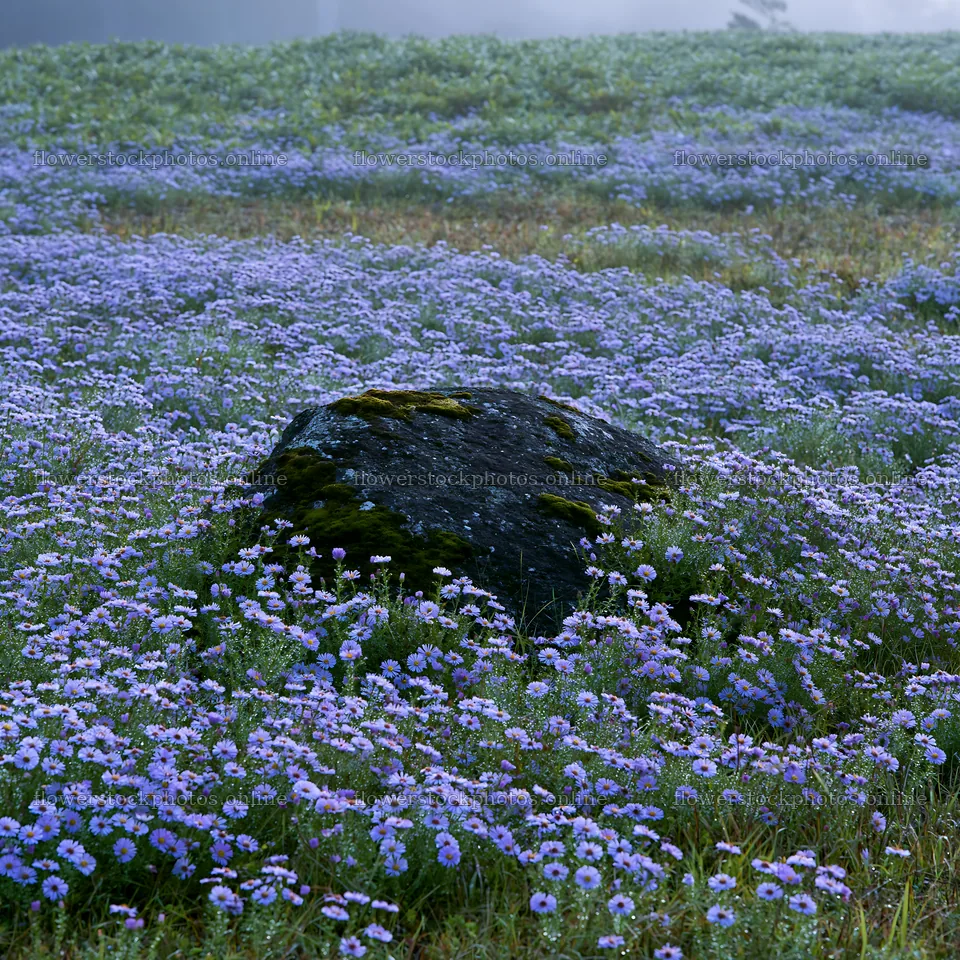 Misty meadow with moss covered stone in Shimane – flower stock photos 7938x7938