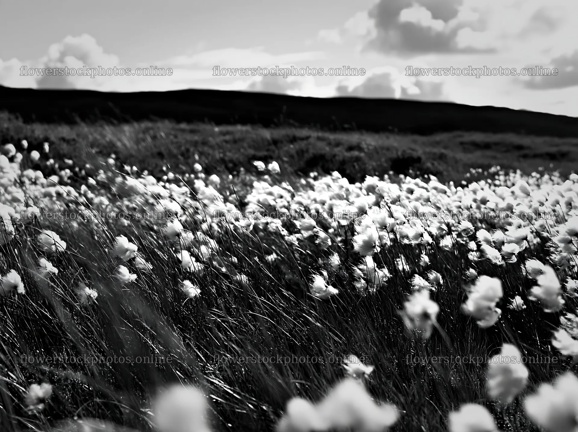Cottongrass meadow with clouds in black and white scene – flower stock photos 9174x6866
