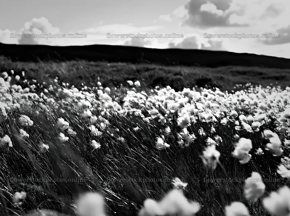 Cottongrass meadow with clouds in black and white scene – flower stock photos 9174x6866