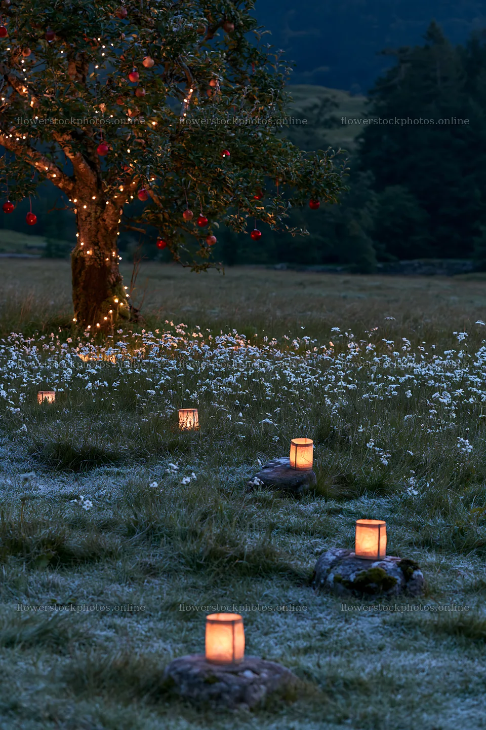 Frosted meadow with apple tree and lanterns at night – flower stock photos 6480x9722