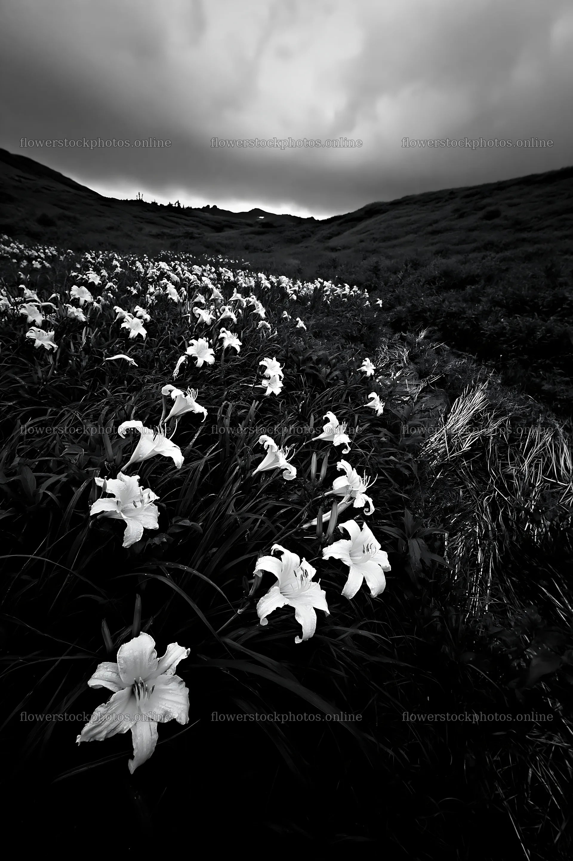 Kirigamine highland daylily meadow in black and white – flower stock photos 6480x9722