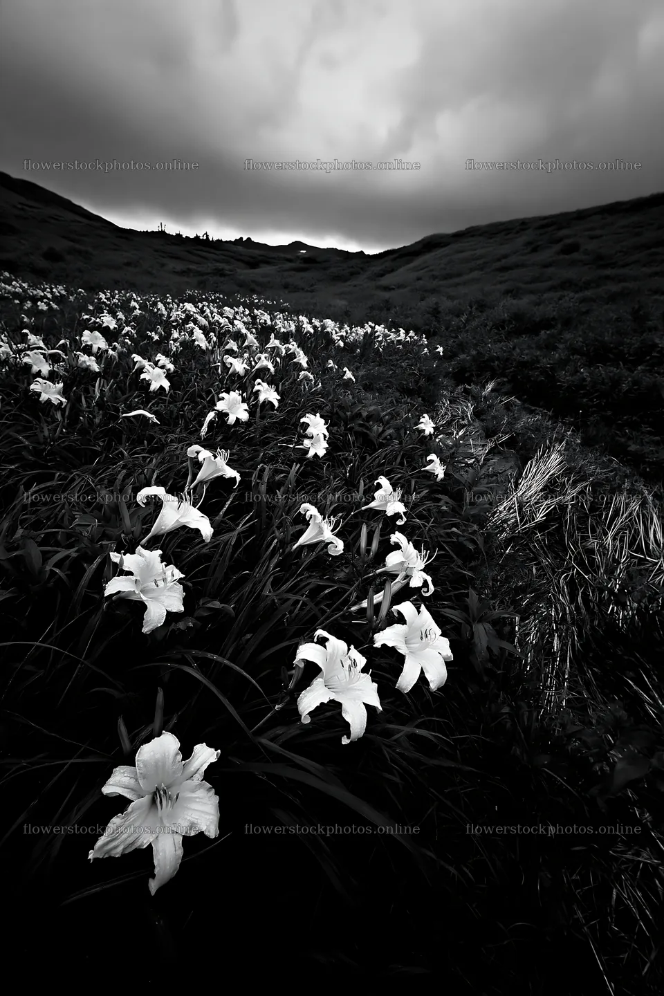 Kirigamine highland daylily meadow in black and white – flower stock photos 6480x9722