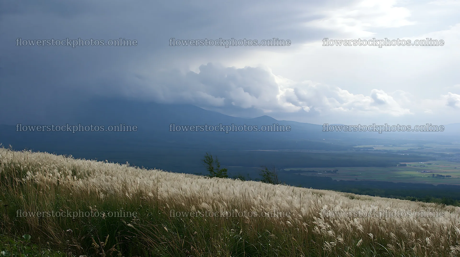 Hokkaido silver grass meadow under cloudy sky – flower stock photos 10608x5938