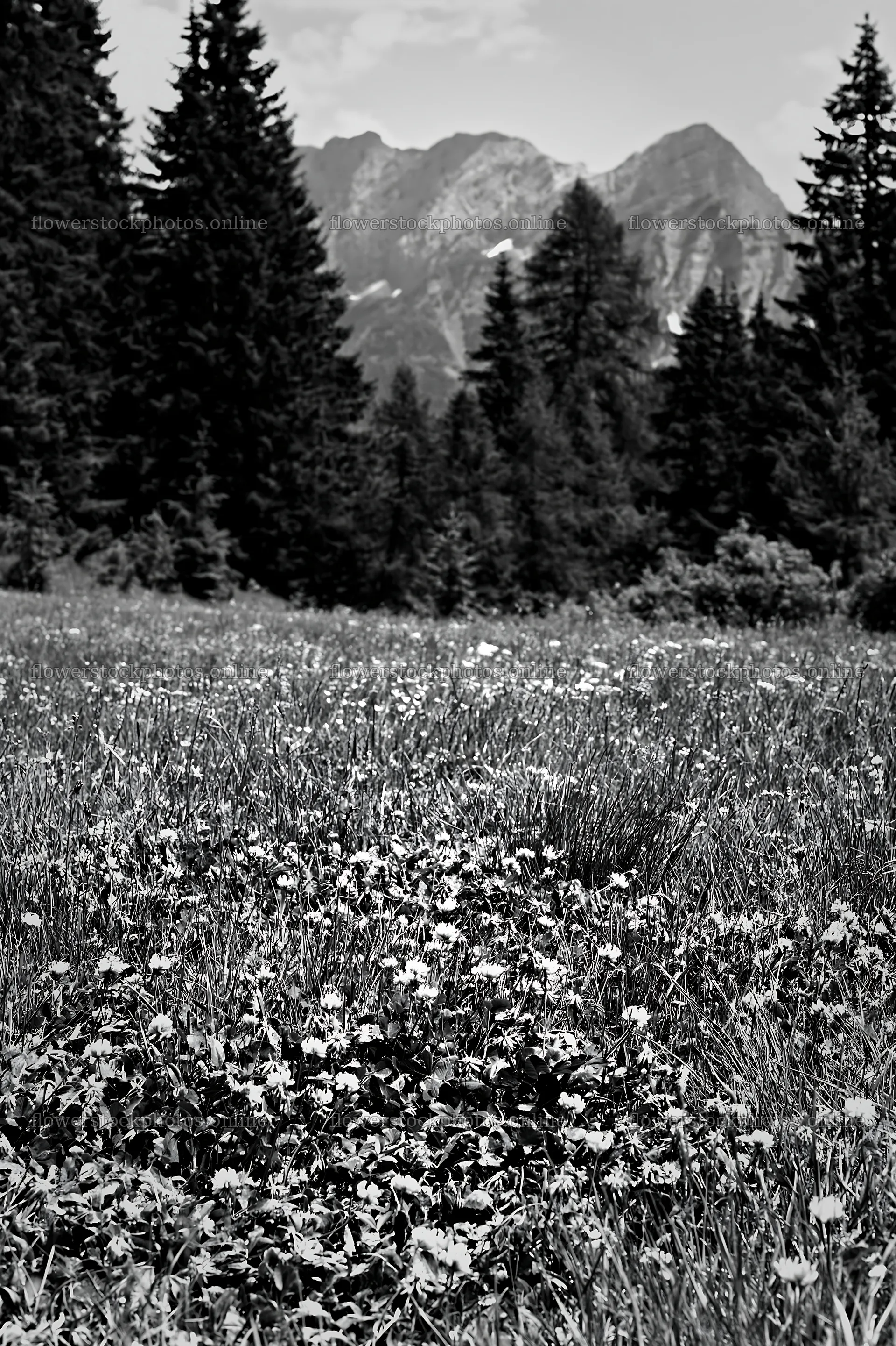 Pine forest meadow with flowers and mountains in the background – flower stock photos 6480x9722