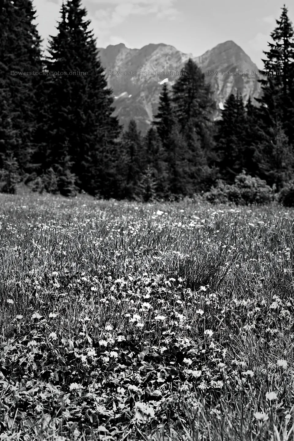 Pine forest meadow with flowers and mountains in the background – flower stock photos 6480x9722