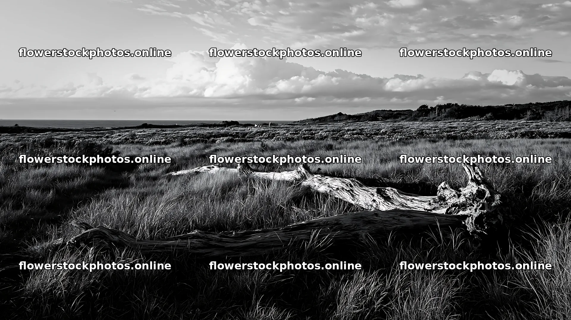 Chiba coastal climate meadow driftwood in foreground – flower stock photos 10608x5938