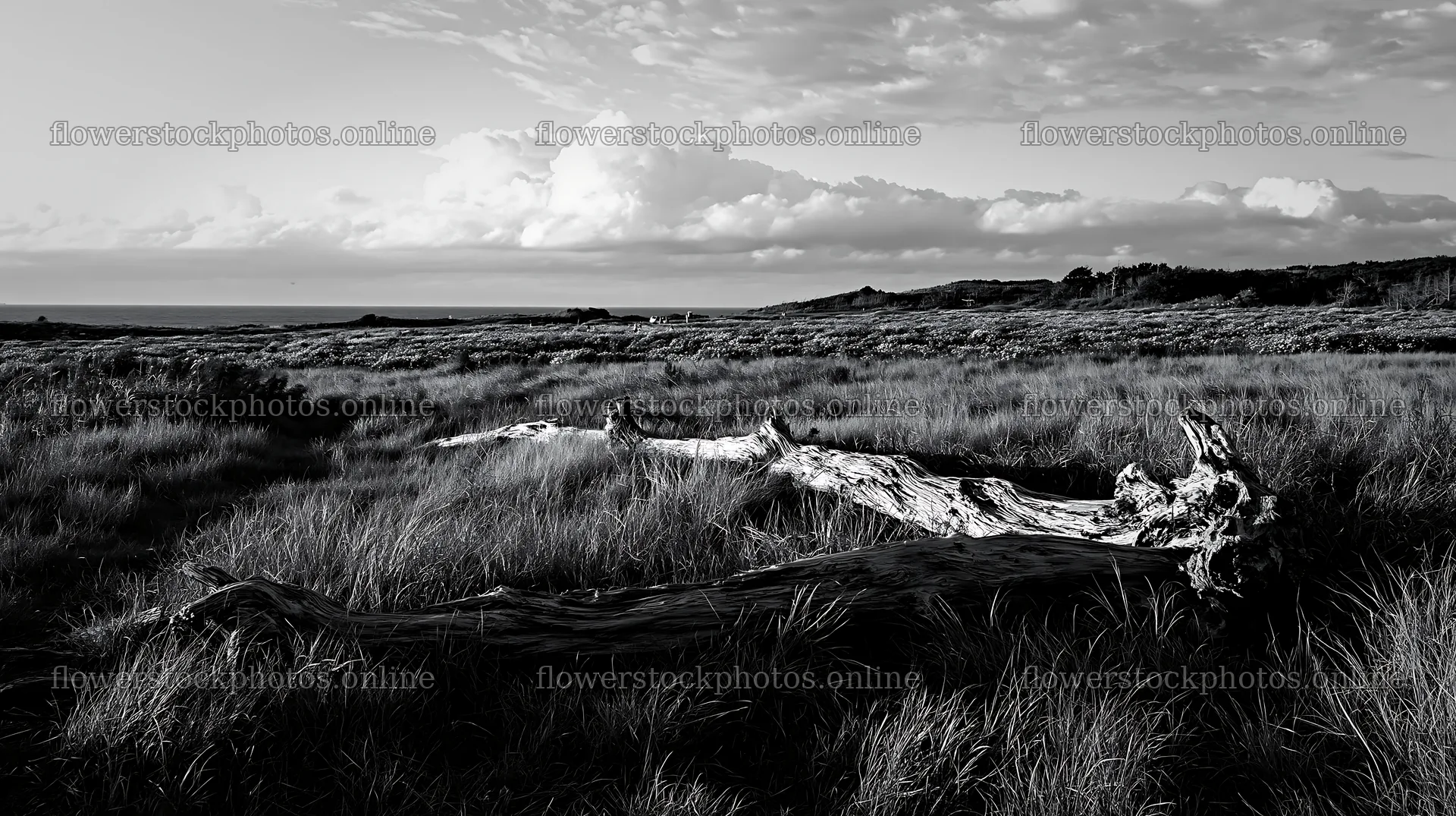 Chiba coastal climate meadow driftwood in foreground – flower stock photos 10608x5938