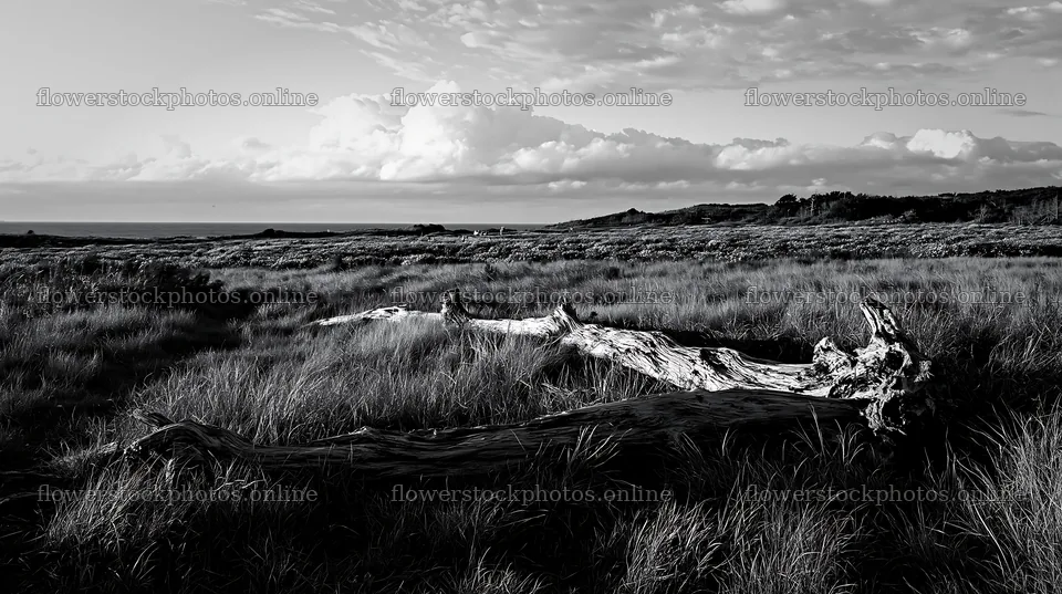 Chiba coastal climate meadow driftwood in foreground – flower stock photos 10608x5938