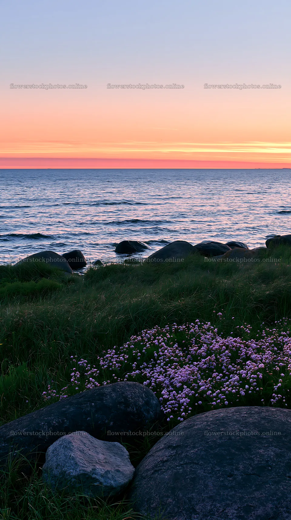Boulders and flowers by the sea at sunset – flower stock photos 5938x10608