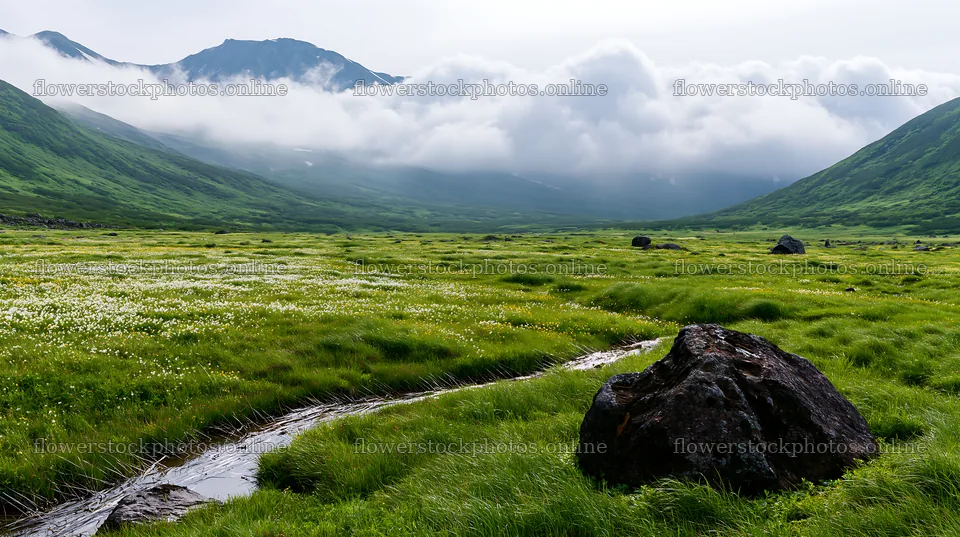 Toyama alpine meadow snowmelt rock foreground with lush landscape – flower stock photos 10608x5938