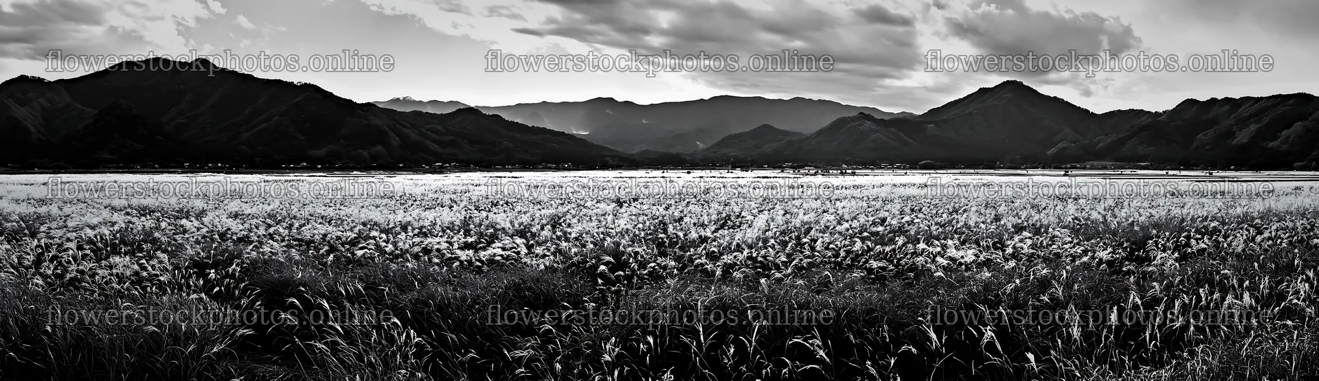 Fukui native grass meadow with rain droplets on a cloudy day – flower stock photos 14762x4268