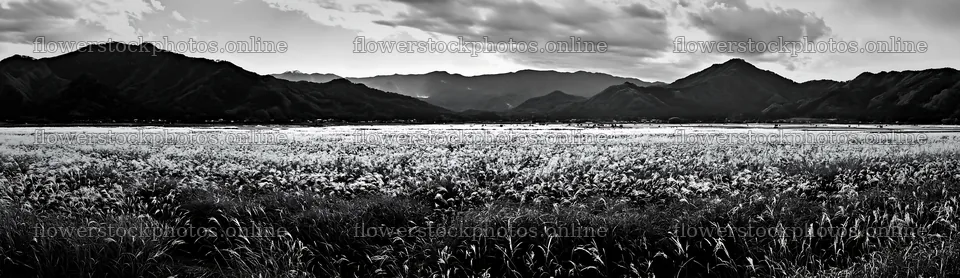 Fukui native grass meadow with rain droplets on a cloudy day – flower stock photos 14762x4268