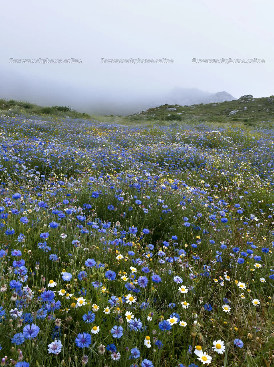 Colorful cornflower meadow with fog in the background – flower stock photos 6866x9174