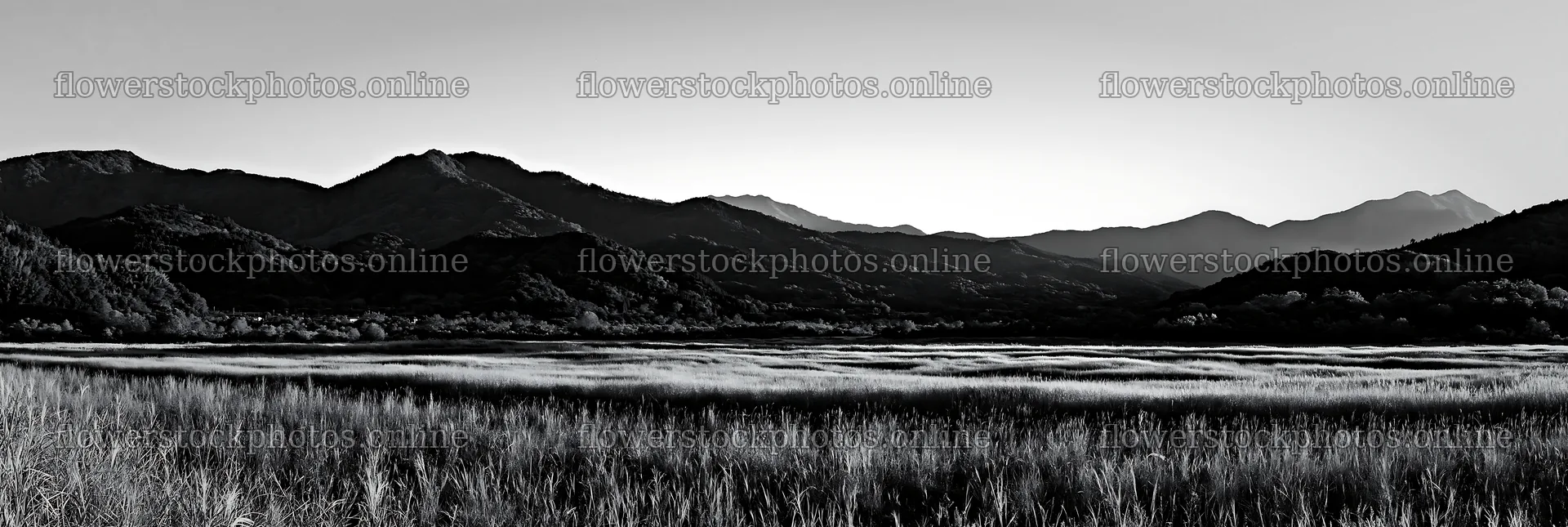 Aichi restored meadow autumn seedheads foreground captures light – flower stock photos 13690x4602