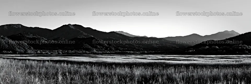 Aichi restored meadow autumn seedheads foreground captures light – flower stock photos 13690x4602