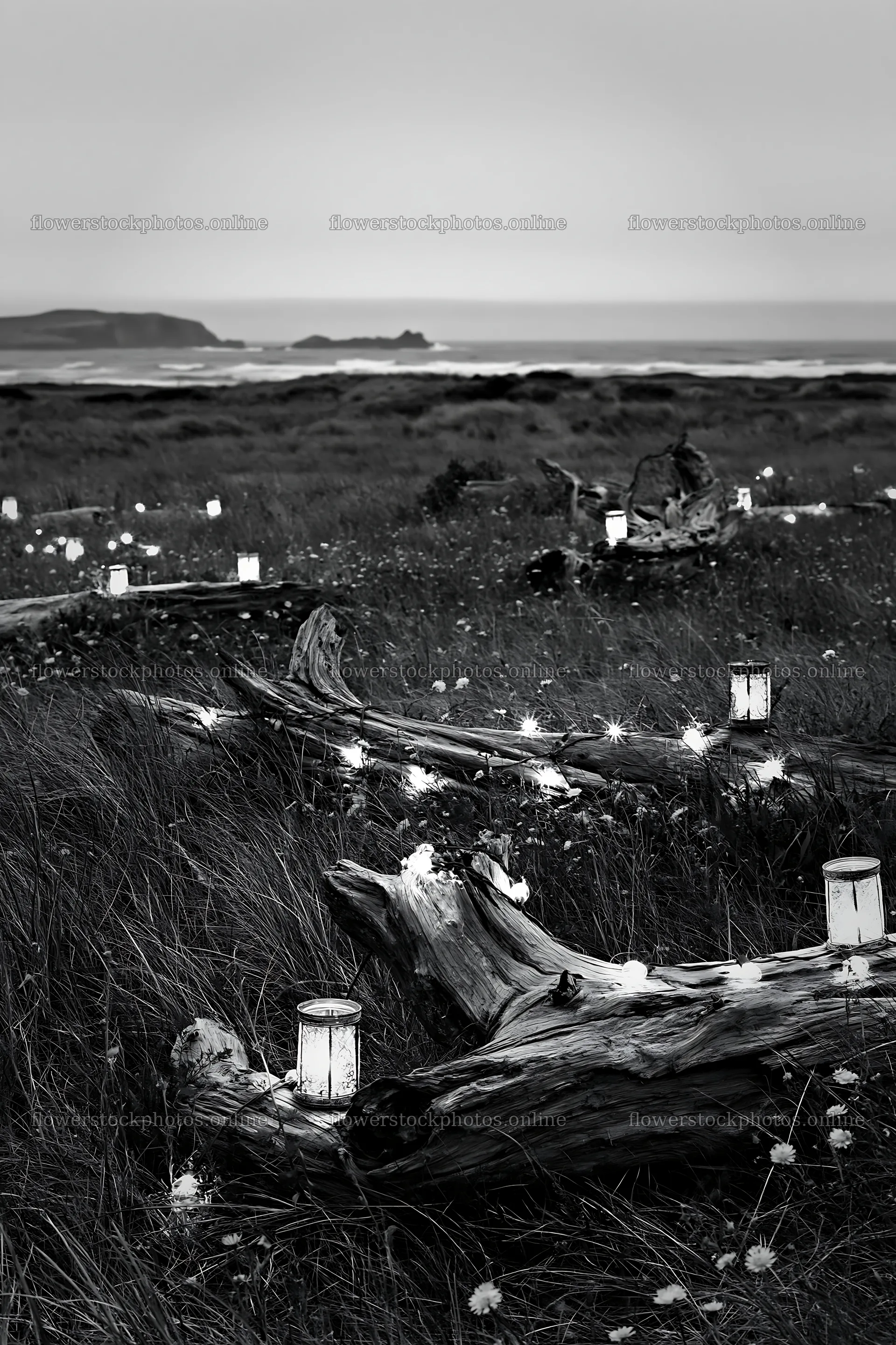 Expansive Christmas meadow with lights and driftwood by the sea – flower stock photos 6480x9722