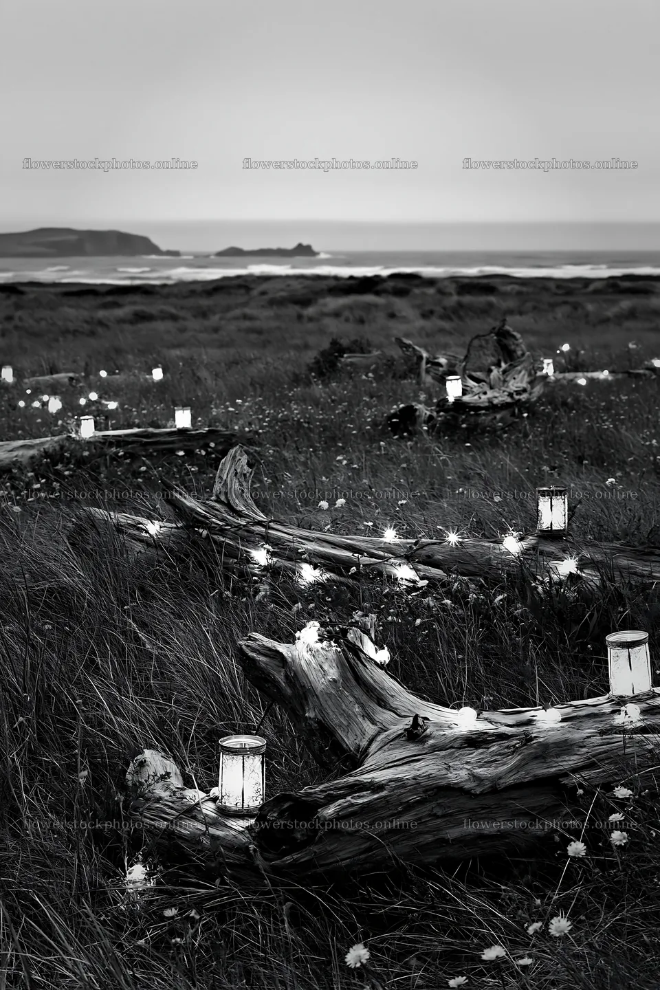 Expansive Christmas meadow with lights and driftwood by the sea – flower stock photos 6480x9722